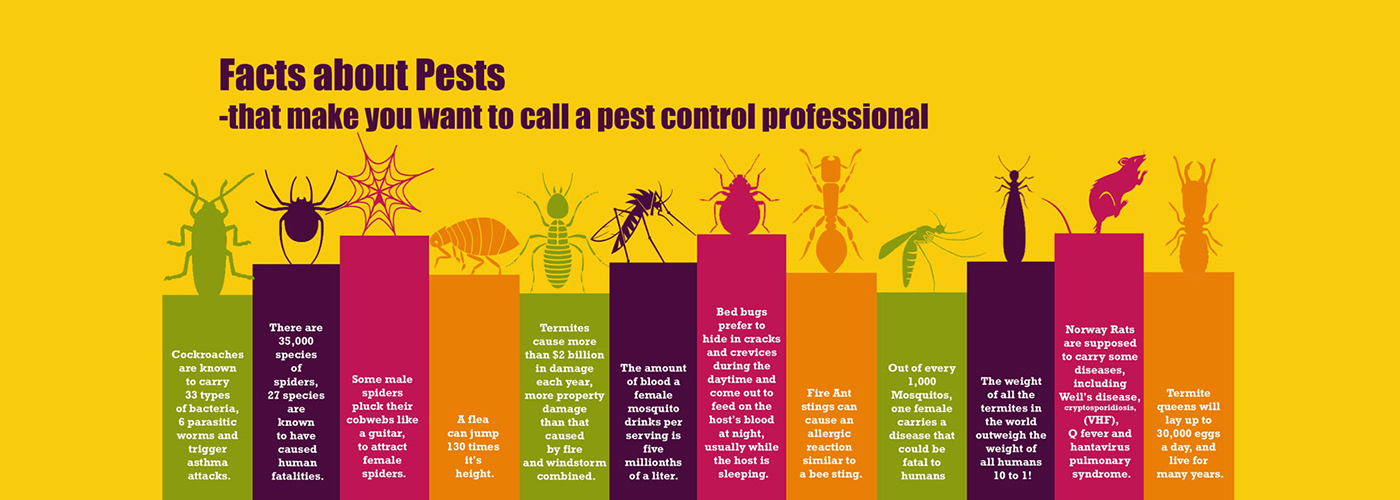 Termite Control in Chennai